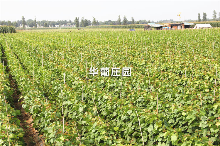 JMLP3-30T/40T小噸位精密四柱液壓裁斷機 JMLP3-30T/40T小噸位精密四柱液壓裁斷機
